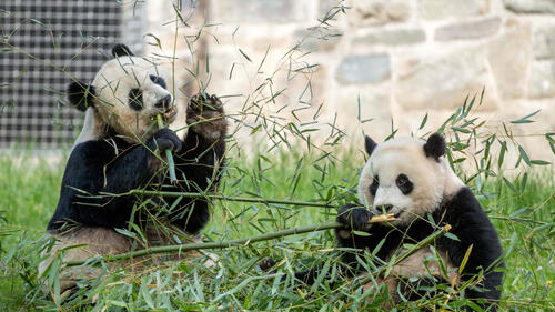 Две панды кушают листья с ветки