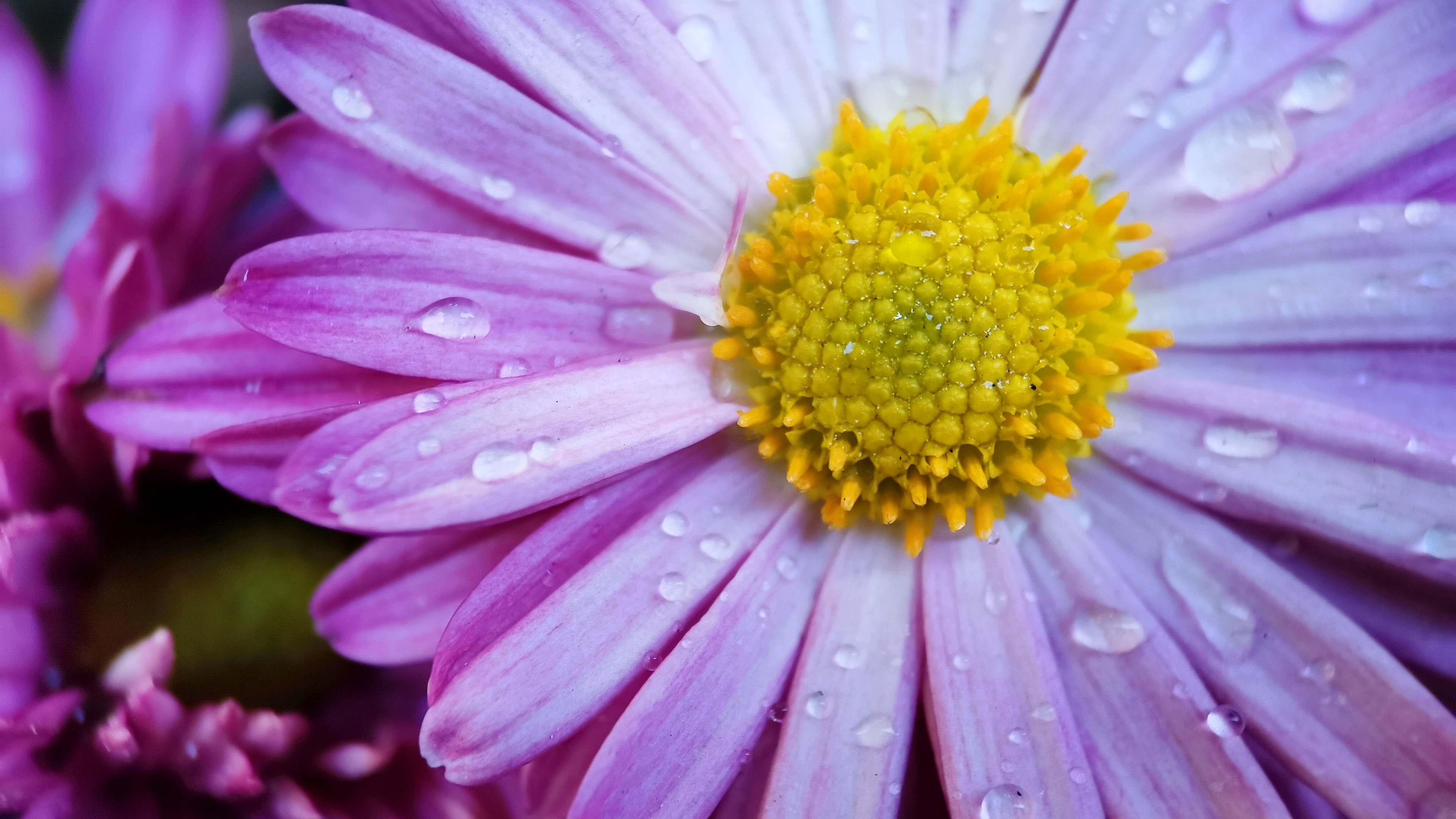 免费照片花瓣上有水滴的粉色菊花