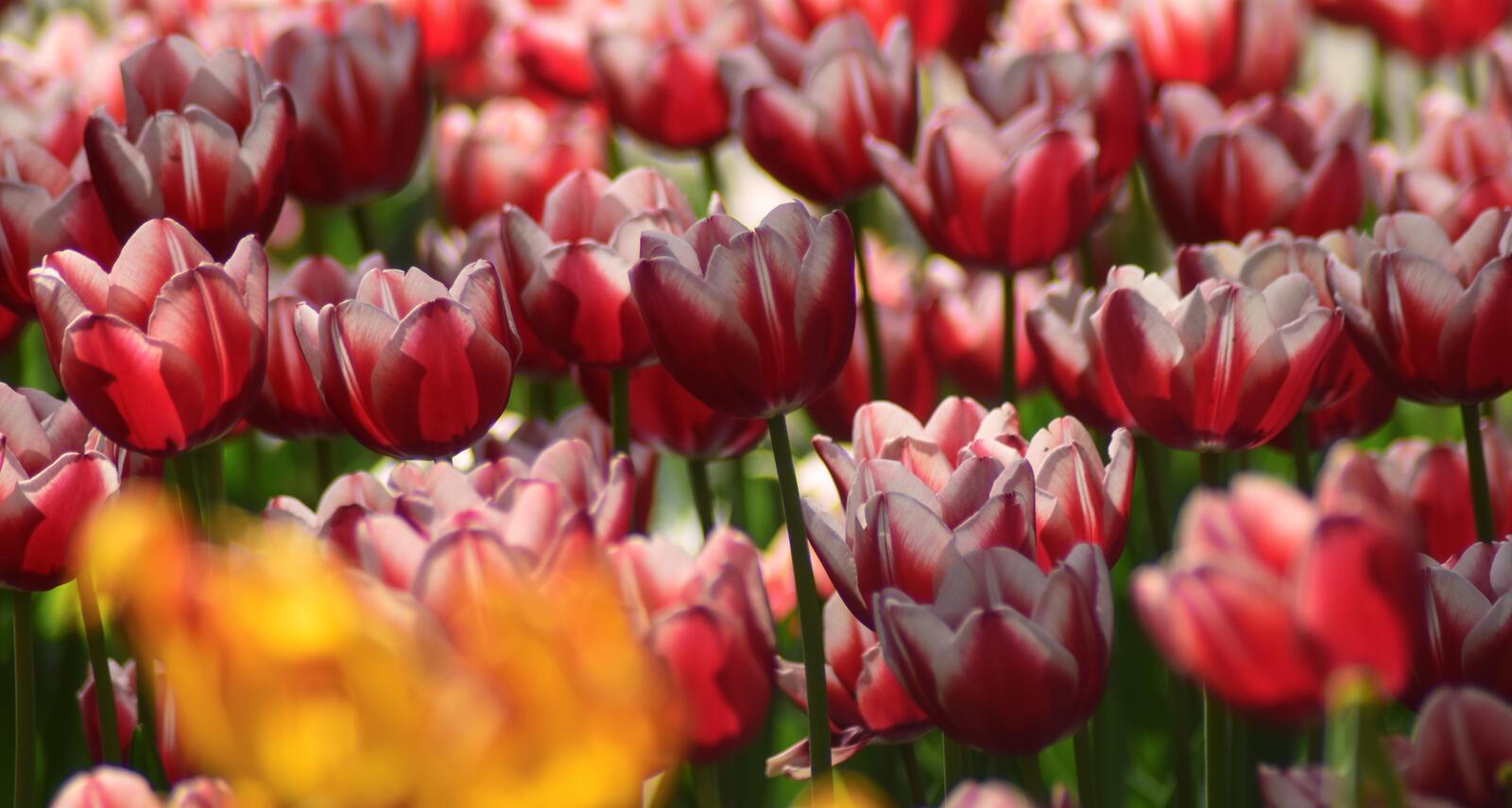 Бесплатное фото Большая клумба с красными тюльпанами
