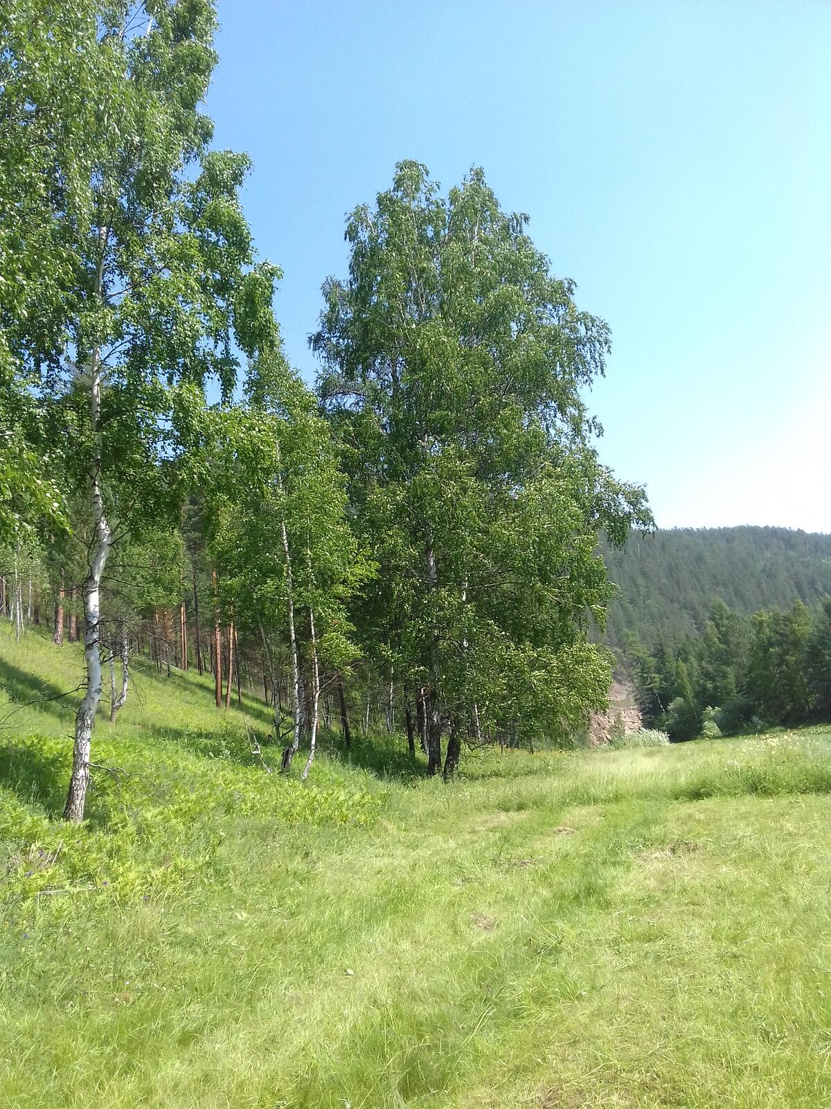 Birch trees by the field in Siberia