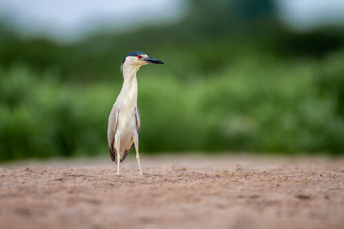 A night heron looks at the photographer