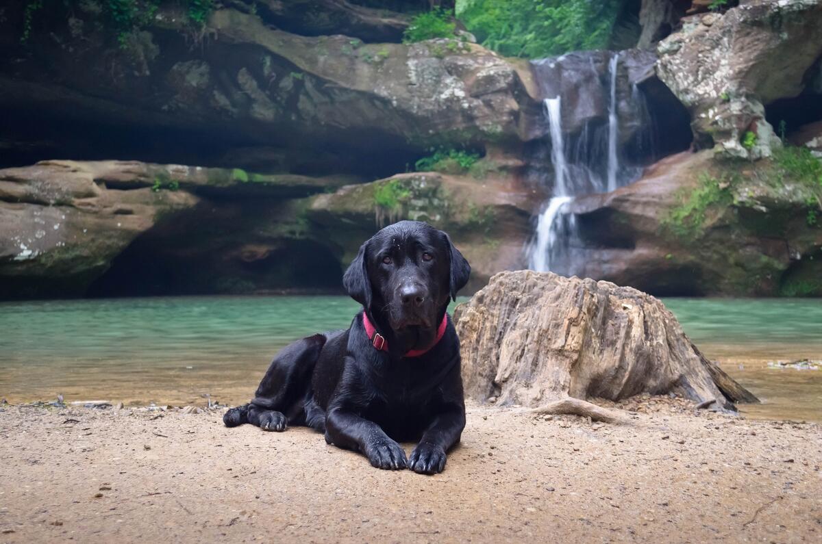 A black dog against a waterfall