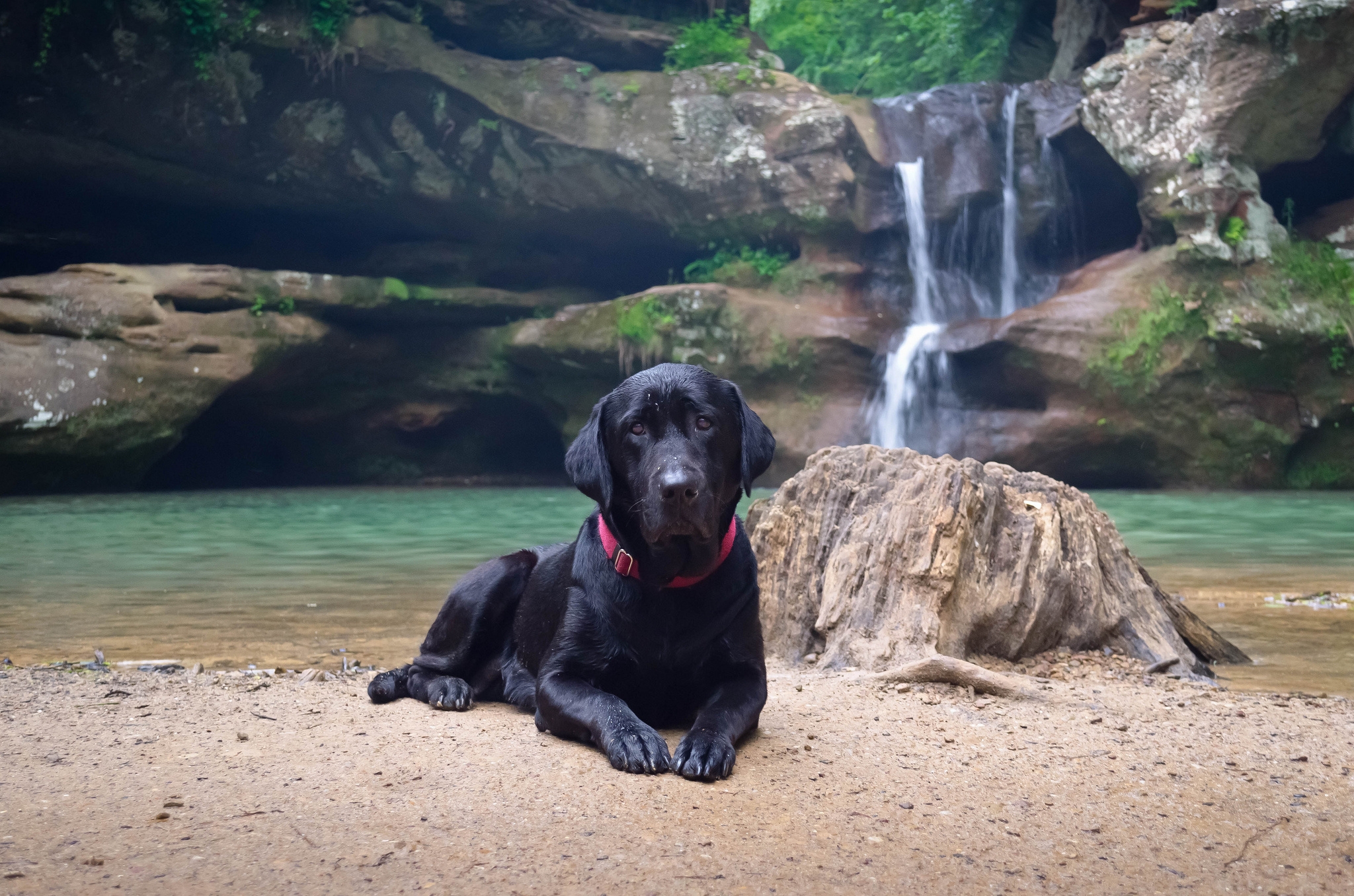 免费照片瀑布背景下的黑狗