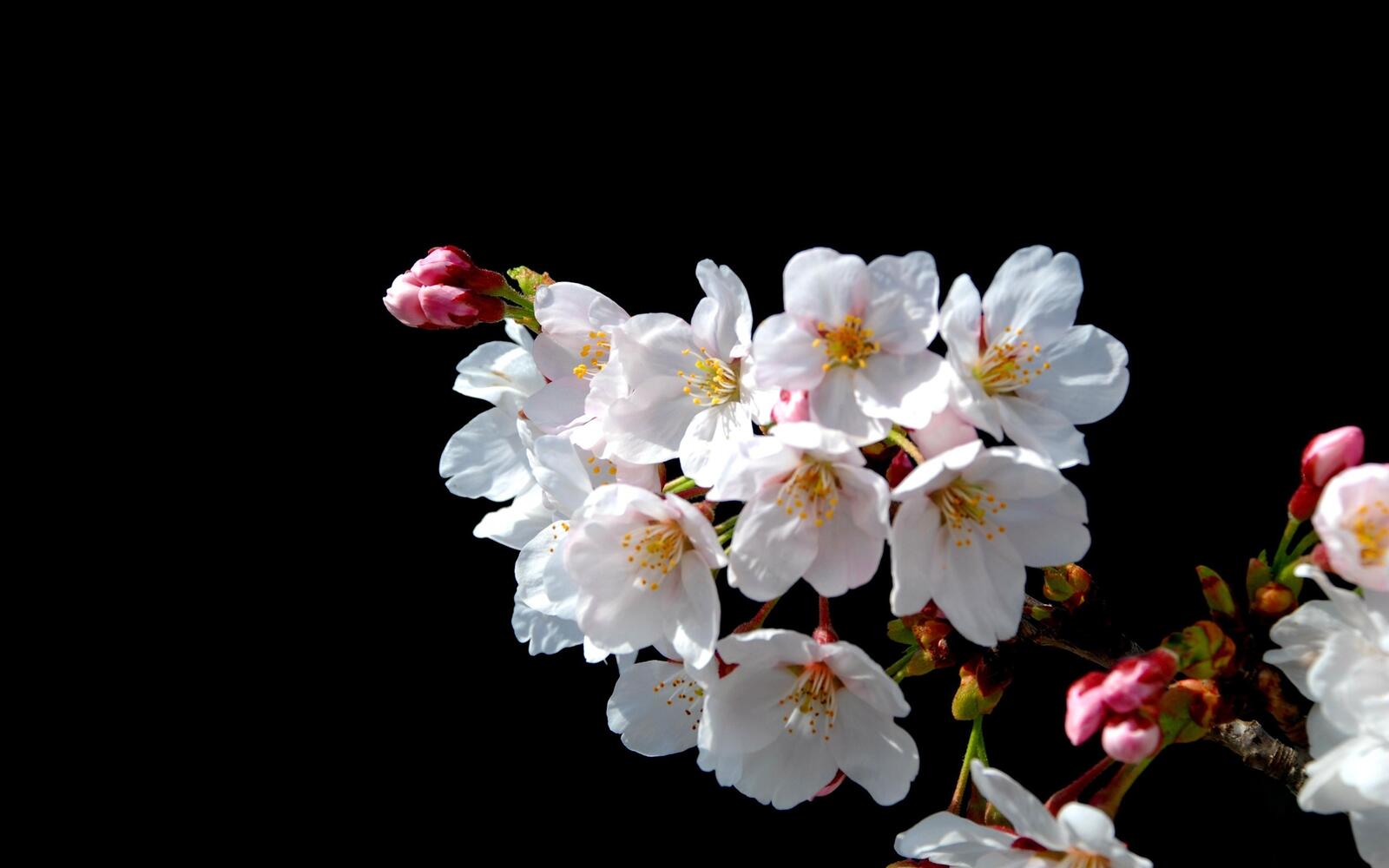 Обои цветы ветвь вишни на рабочий стол