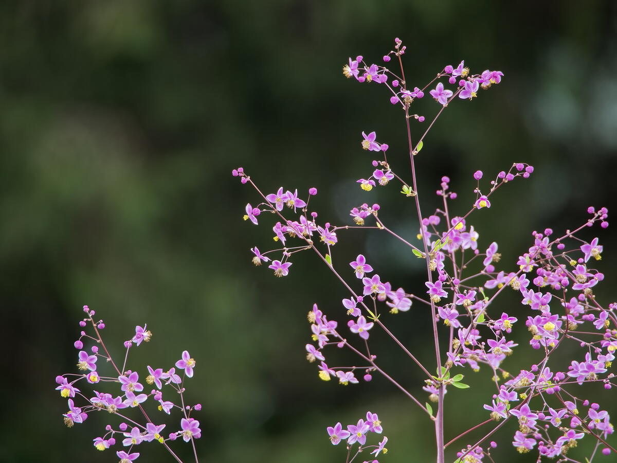 Little pink flowers on a tree branch