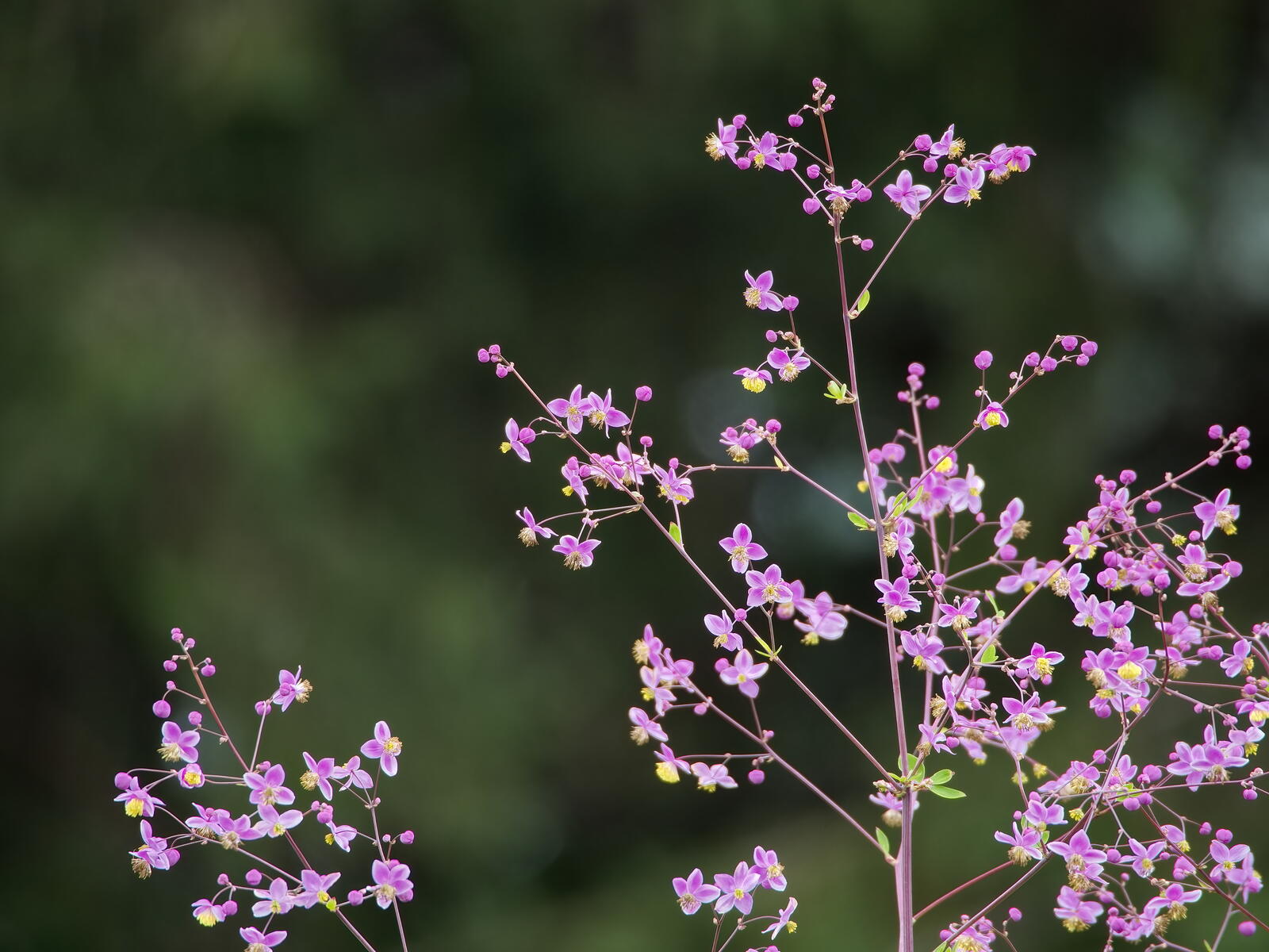 Free photo Little pink flowers on a tree branch