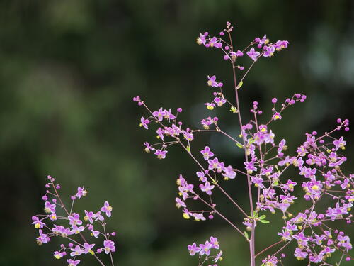 Little pink flowers on a tree branch