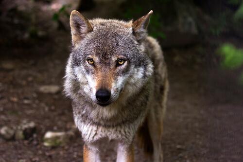 Волк внимательно смотрит в глаза