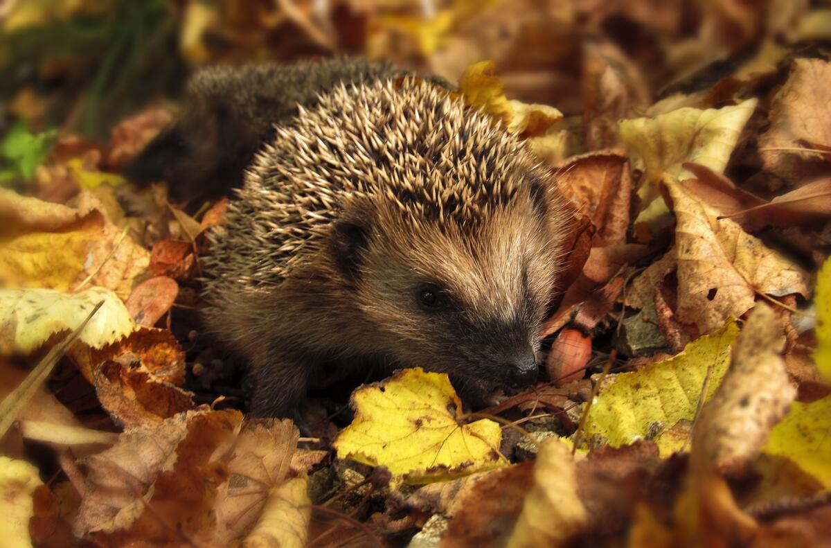 A hedgehog crawls through dry fall leaves