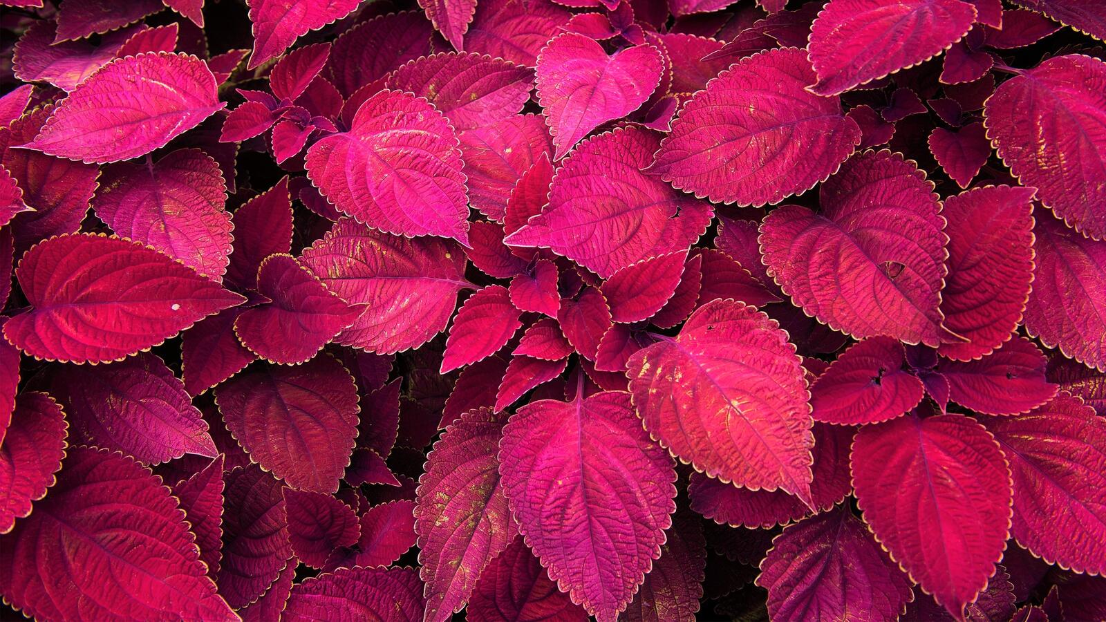 Бесплатное фото Прекрасные большие красные листья