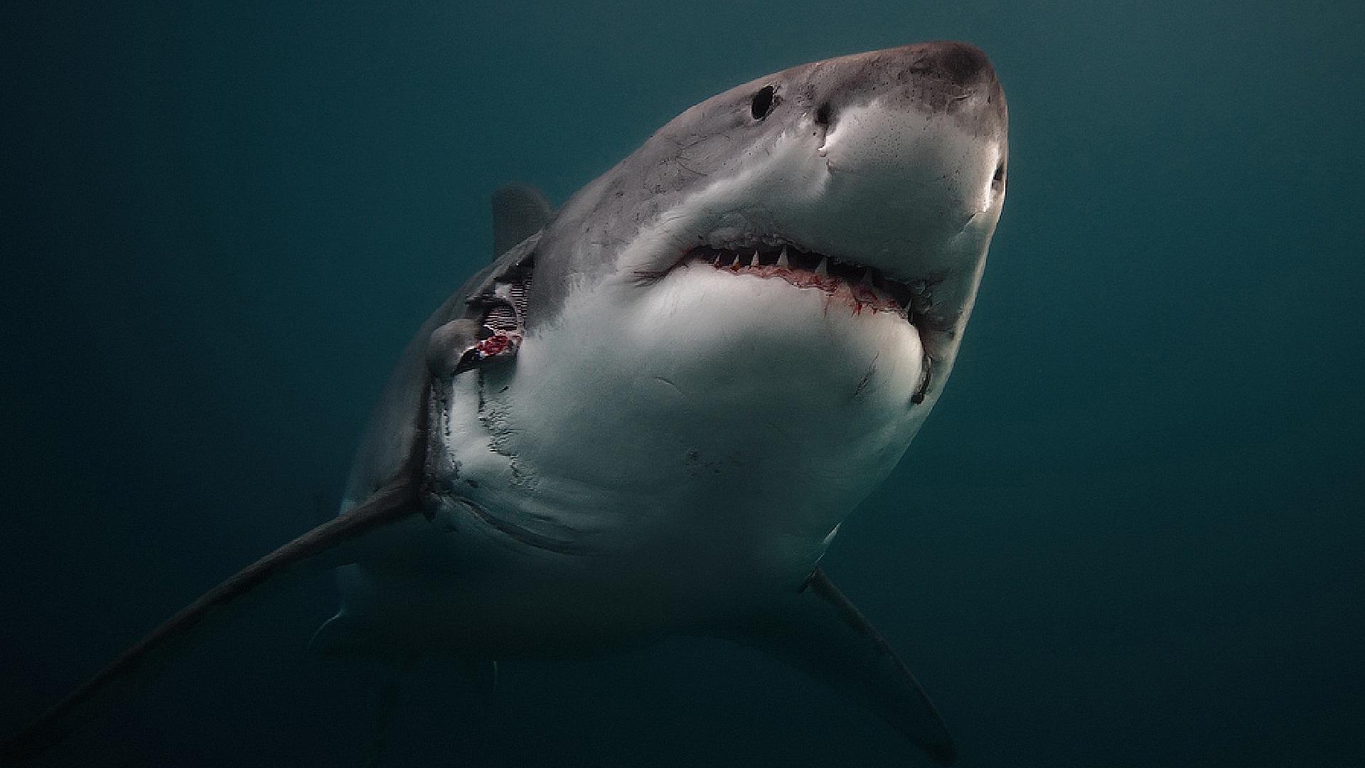 A great white shark swims in pitch black darkness.
