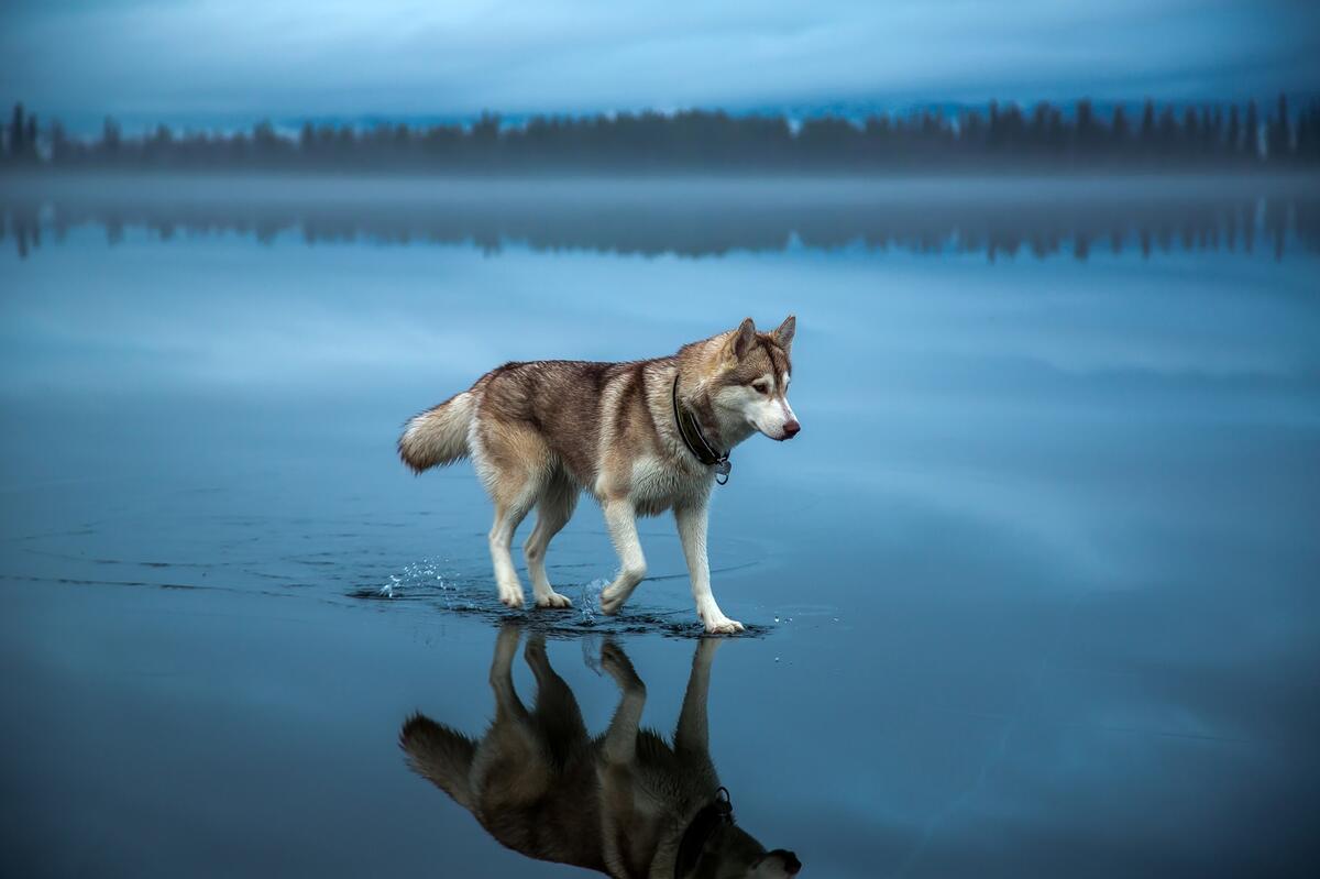 Siberian husky walks on the water