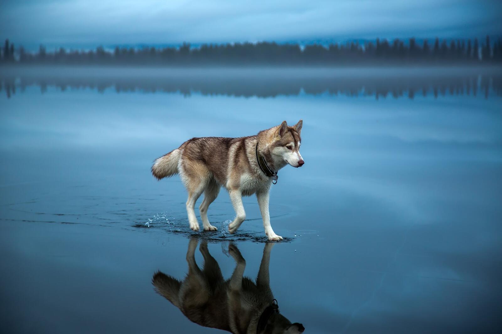 免费照片一只西伯利亚雪橇犬在水上漫步