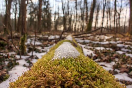 A fallen tree covered in green moss