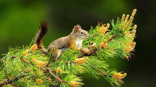 A squirrel on a spruce branch