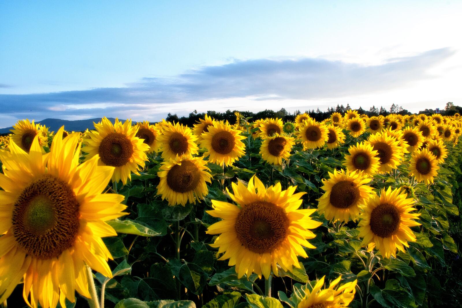 Бесплатное фото Большое летнее поле с желтыми подсолнухами