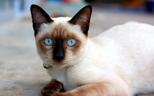 Blue-eyed Siamese cat.