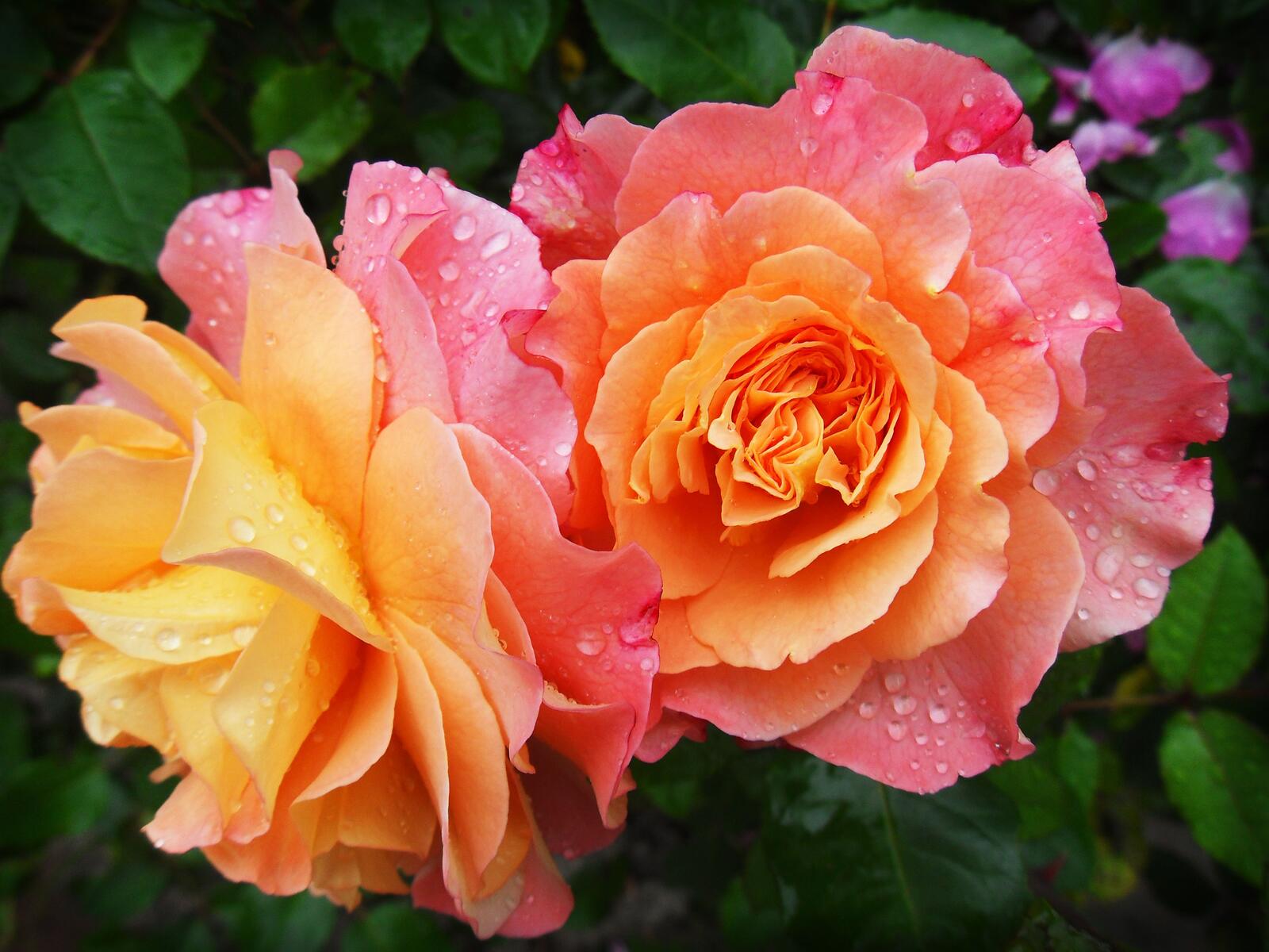 Обои цветок флорибунда роза на рабочий стол