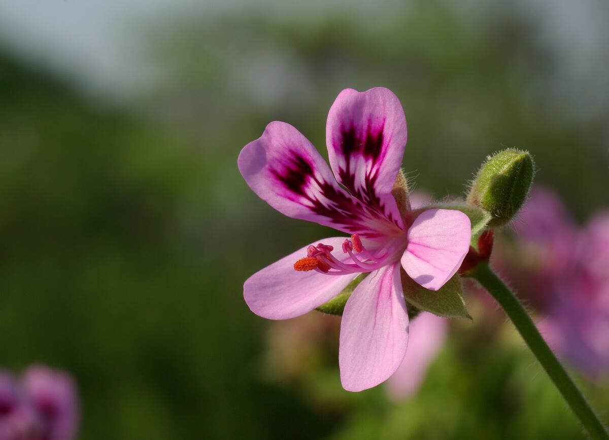 粉红色花朵的天竺葵