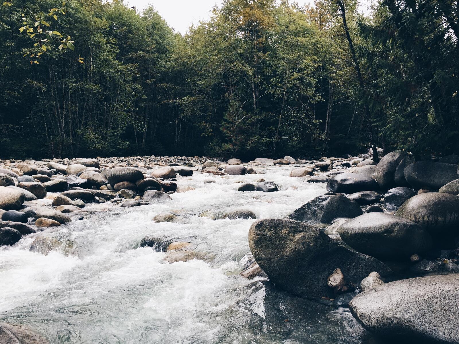 Бесплатное фото Горная река с сильным течением в густом лесу