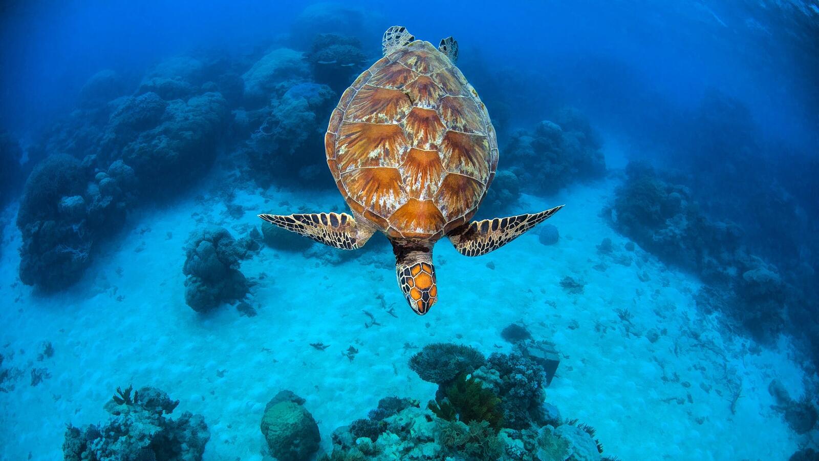 Free photo A sea turtle swims underwater
