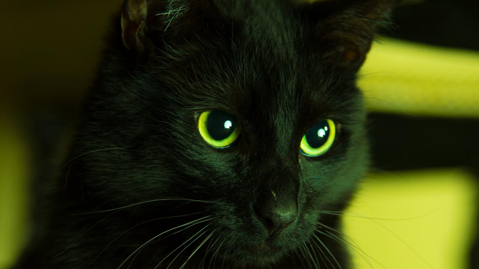 Бесплатное фото Черный кот с зелеными глазами