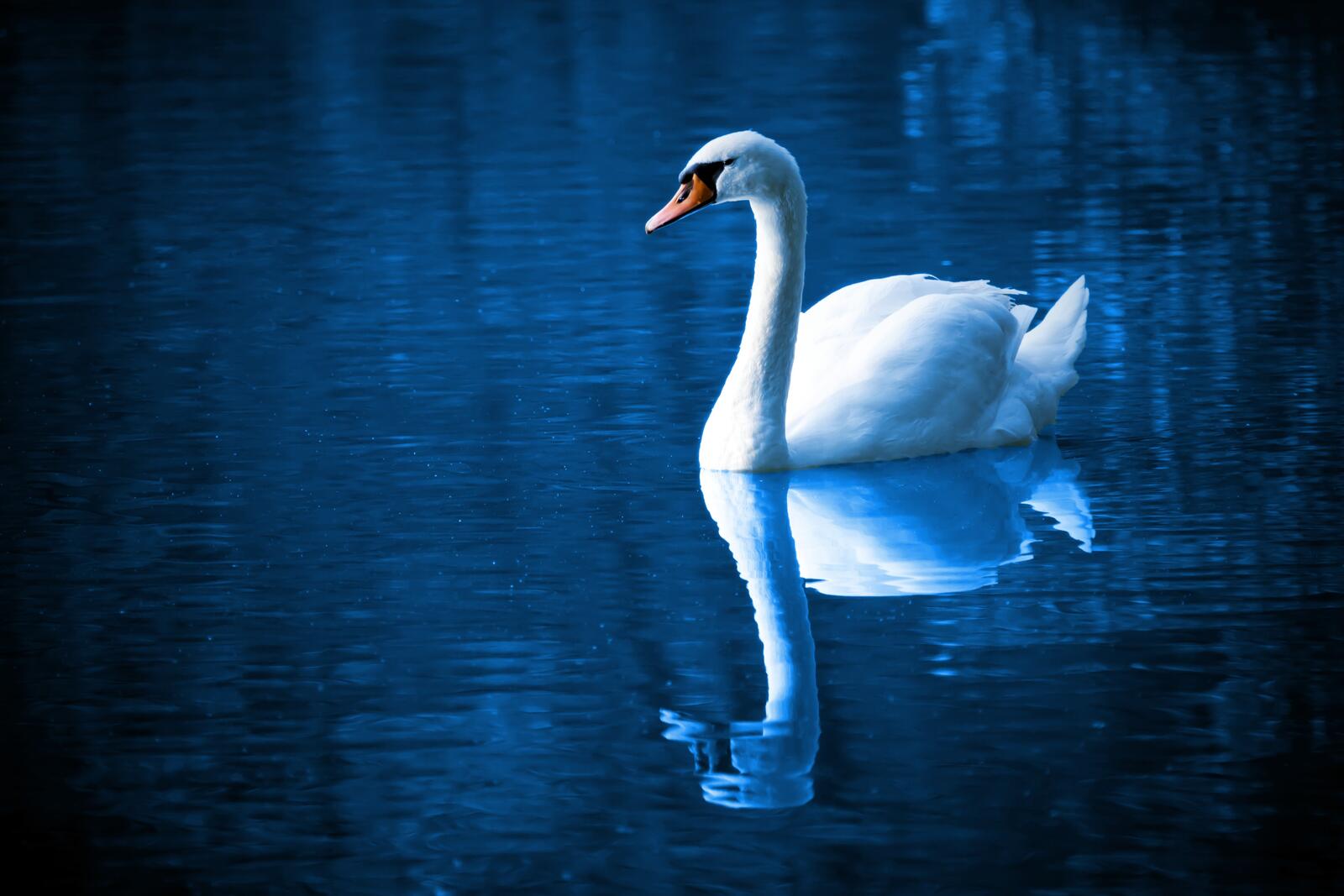 Бесплатное фото Белый лебедь плывёт по озеру