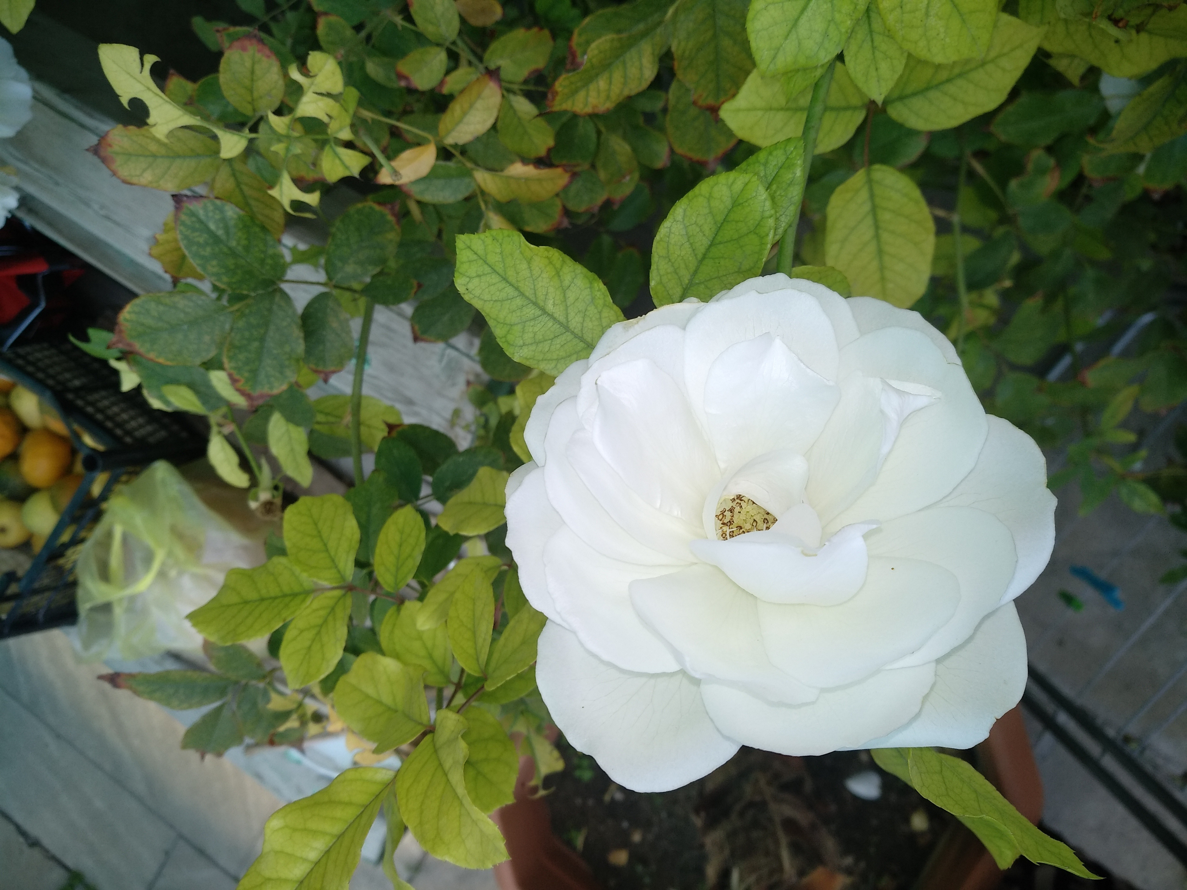 Белая роза на подоконнике