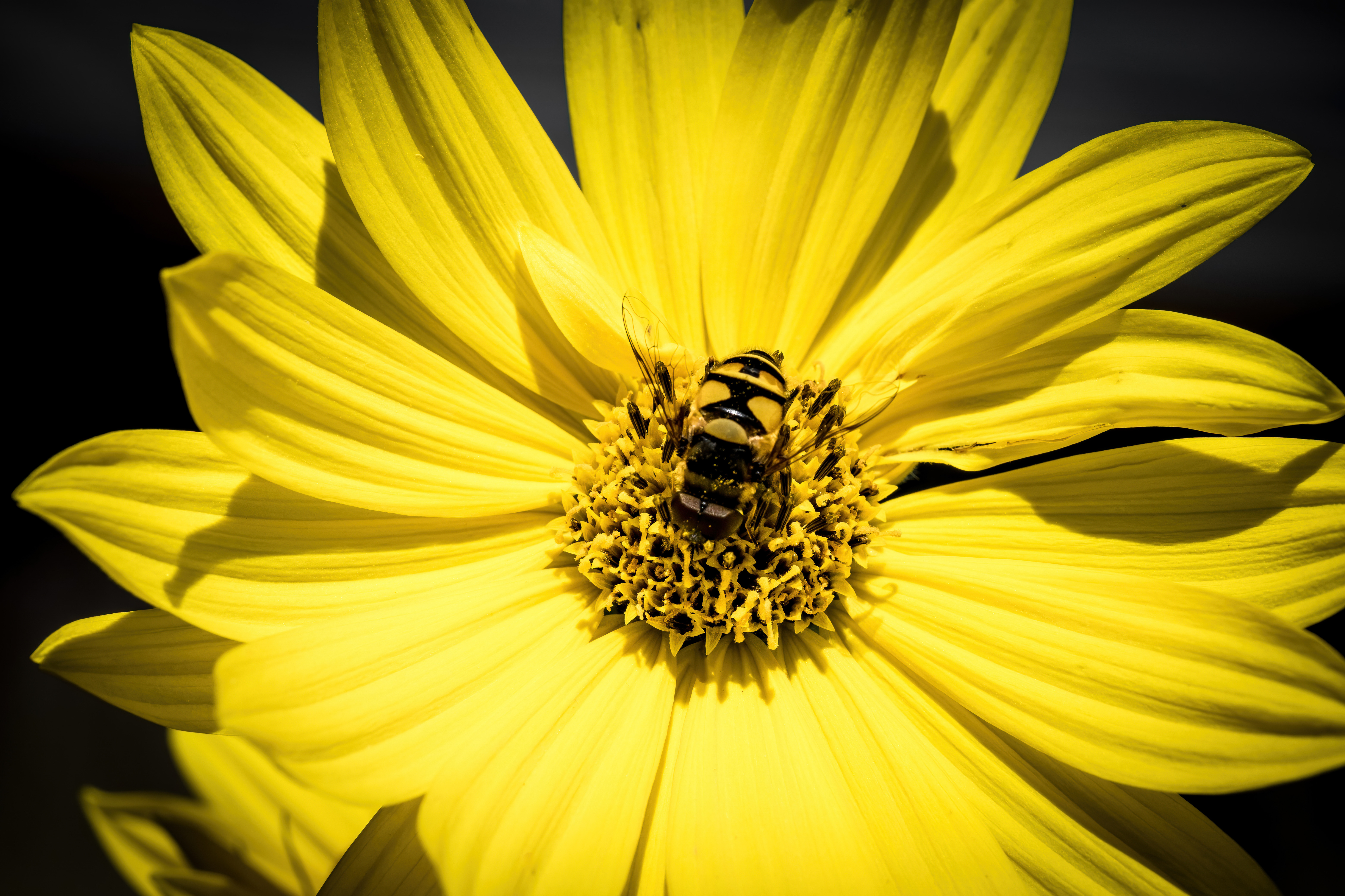 Журчалка цветочная собирает нектар с желтого цветка