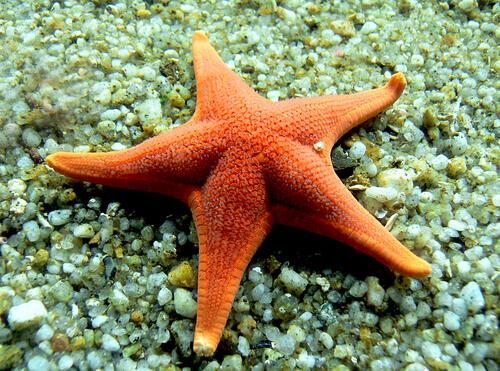 A starfish at the bottom of the sea