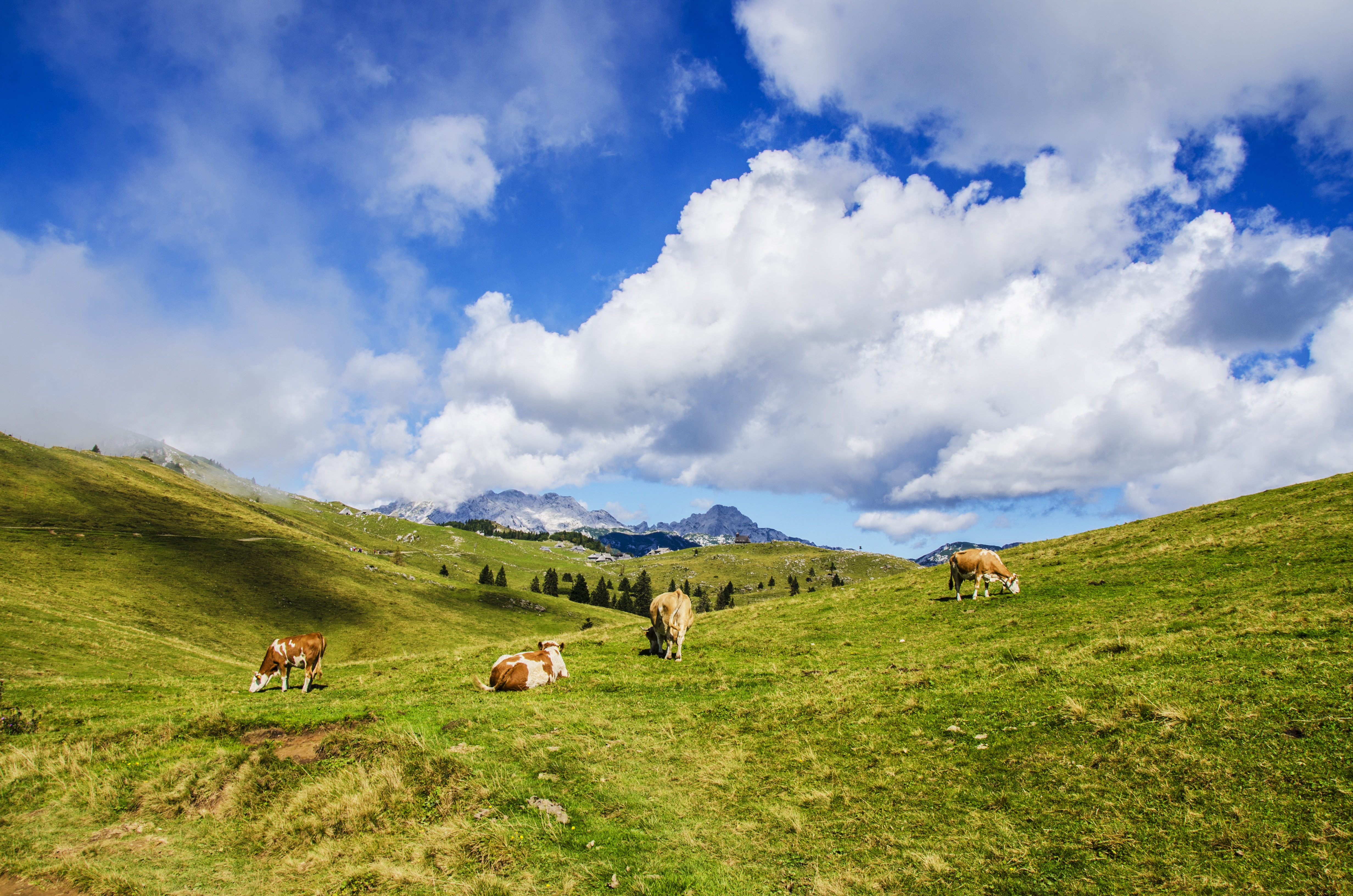 免费照片在牧场上吃草的奶牛
