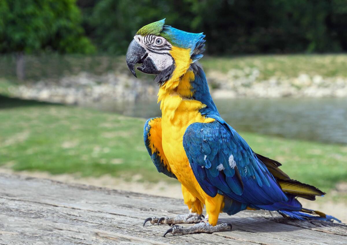 Веселый попугай ара с голубыми крыльями