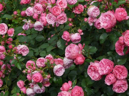 A bush with pink roses