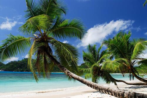 Низкие пальмы на острове