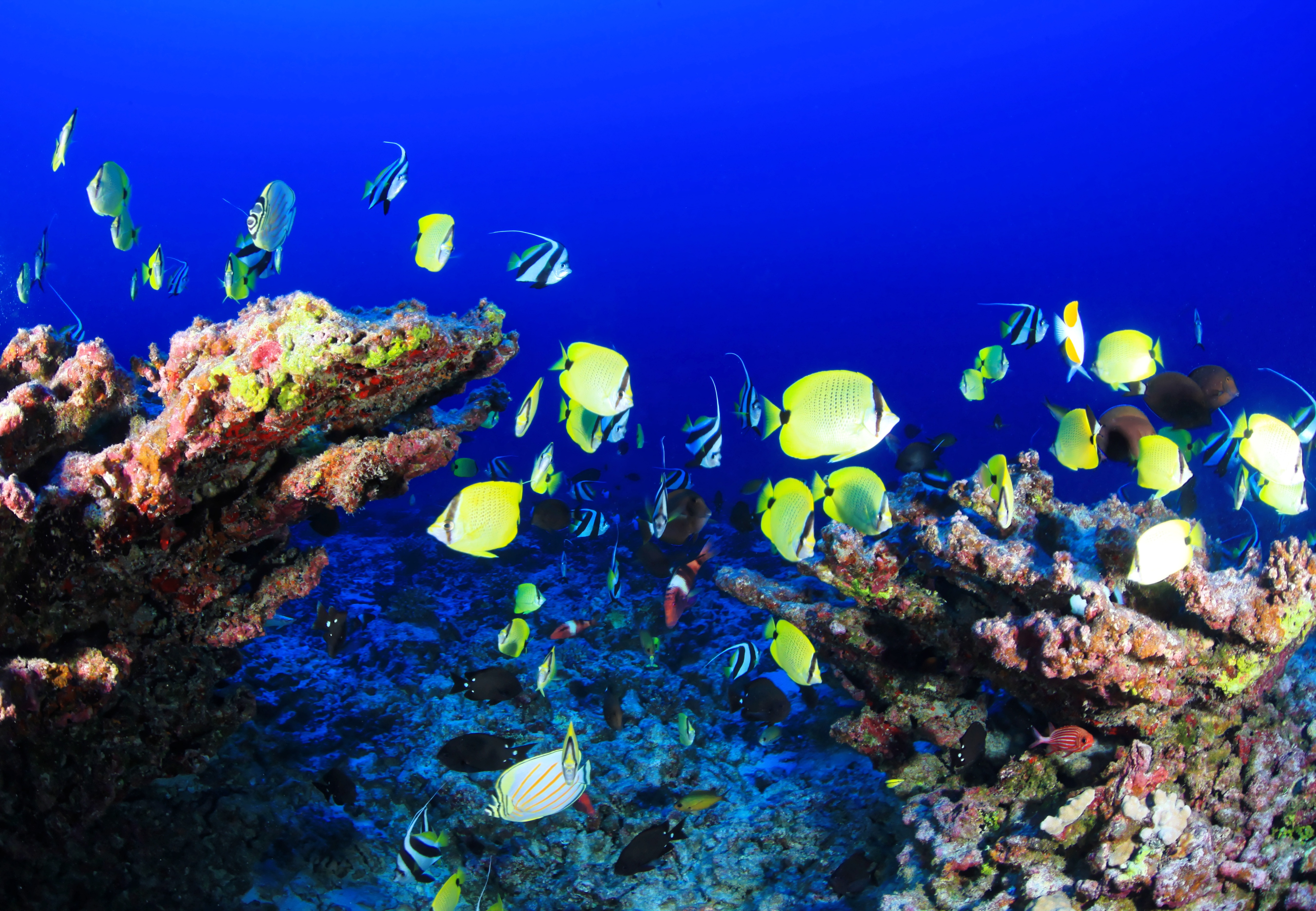 Фото море, природа, океан, подводный, тропический, биология, синий, водный, красочный, рыба, кораллы, коралловый риф, риф, аквариум, морской - бесплатные картинки на Fonwall