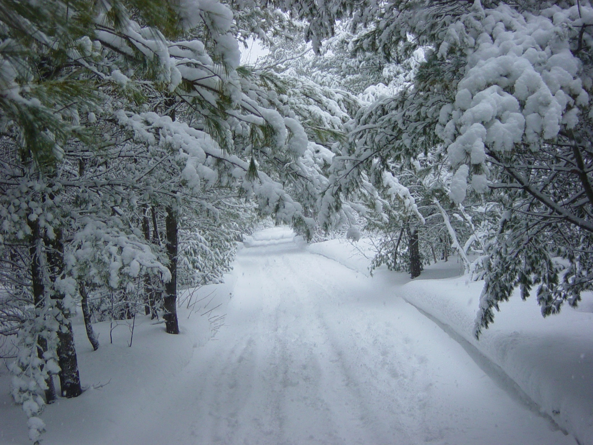 Бесплатное фото Автомобильная дорога в снежном лесу