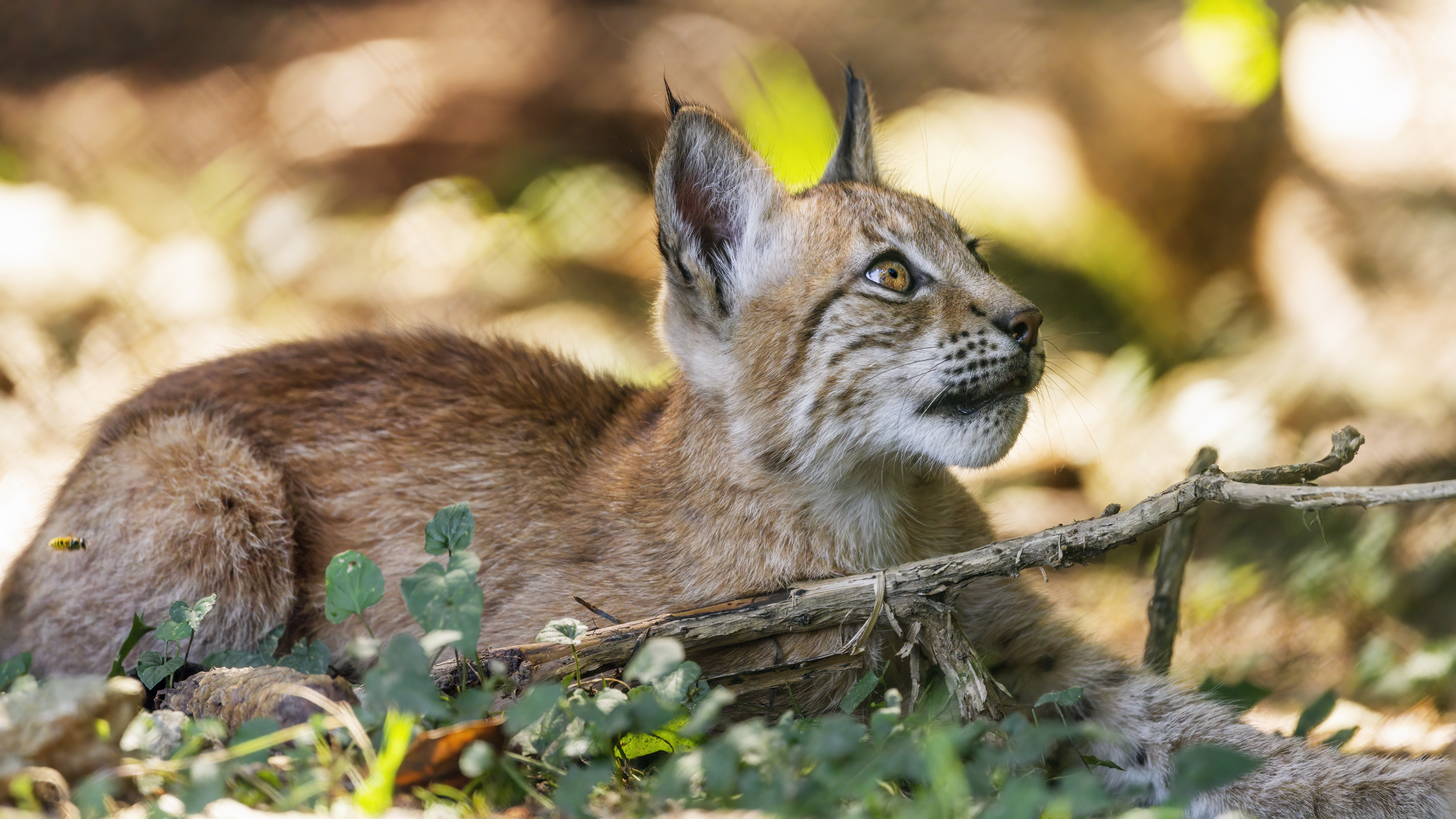 The little lynx looks up in the blurry background