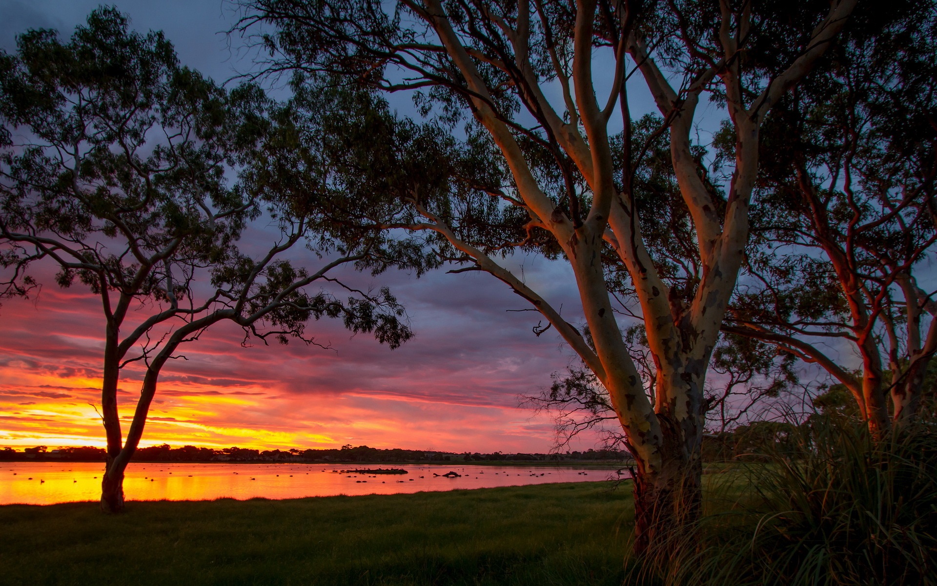 Бесплатное фото Большое болото Австралии