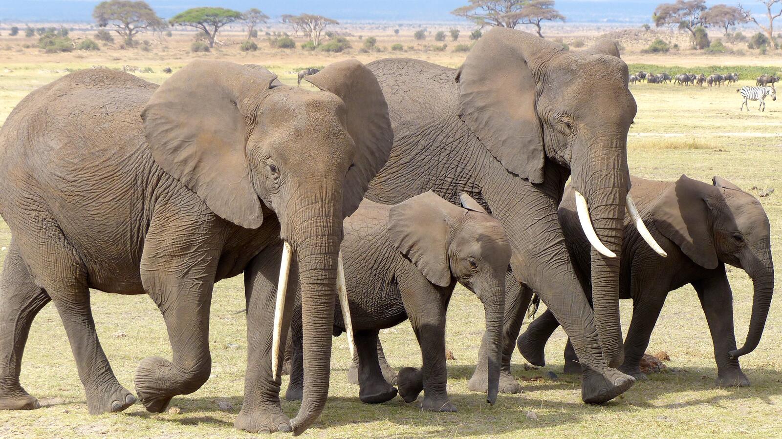 Free photo A family of elephants