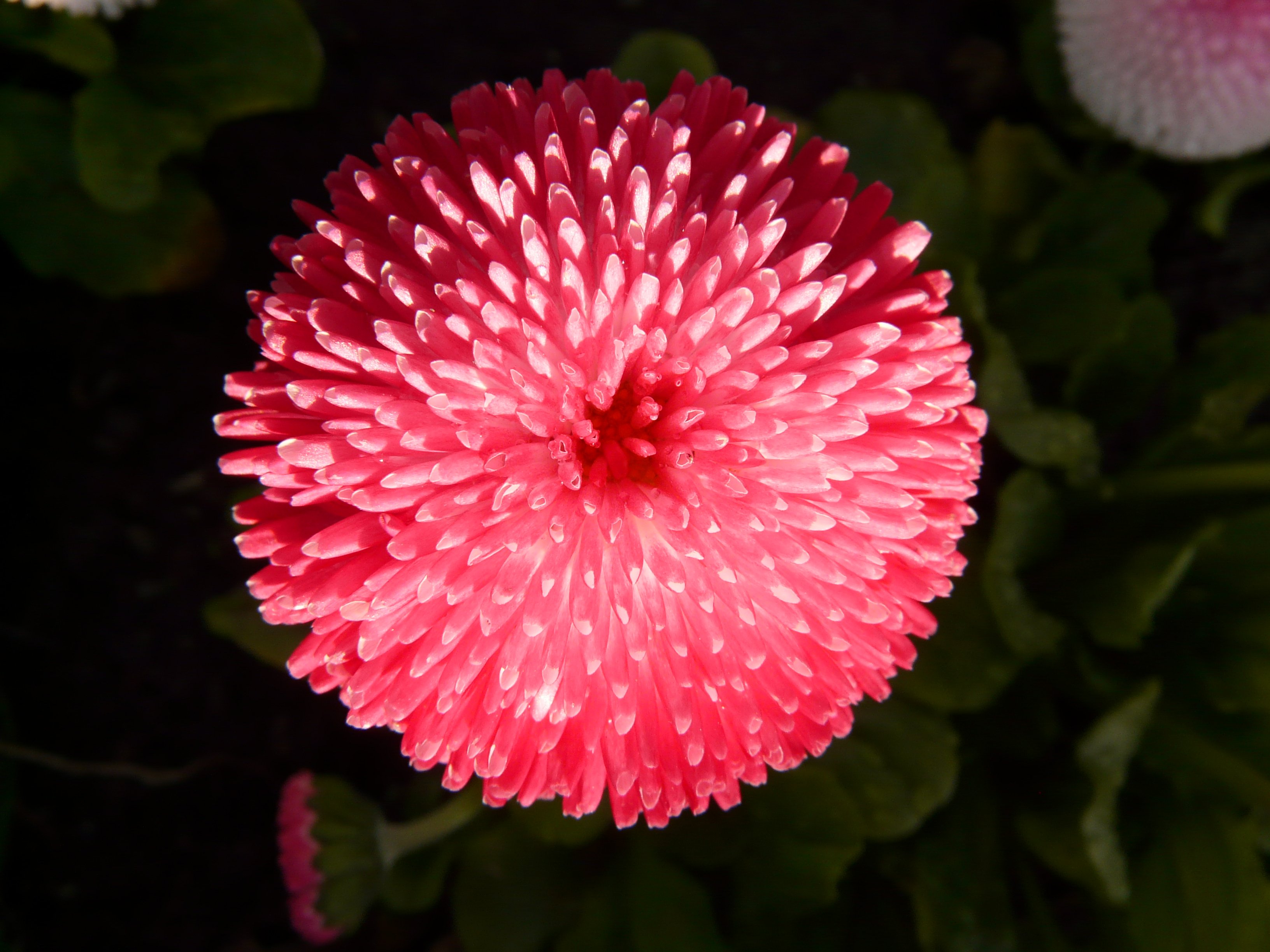 Бесплатное фото Острый розовый бутон цветка
