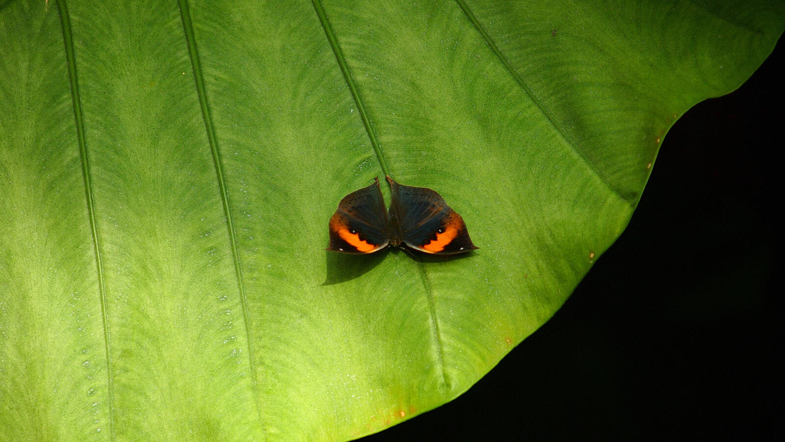 Бесплатное фото Красивая черная бабочка с оранжевыми полосками на крыльях