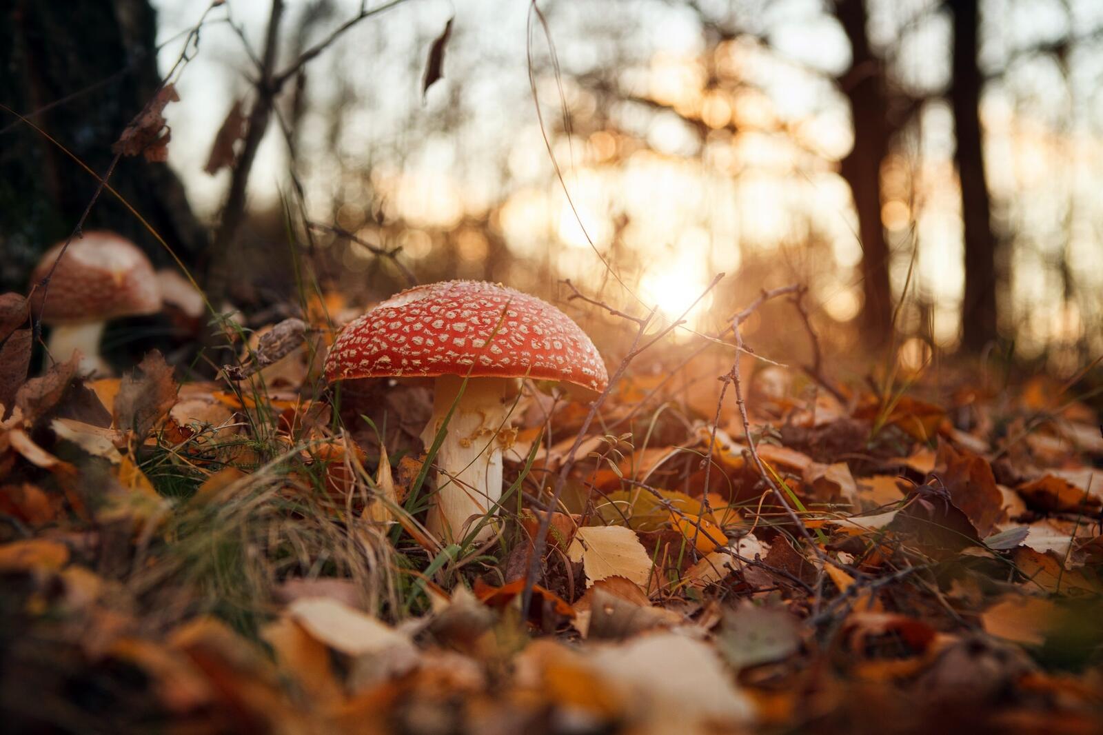 Free photo A fly agaric on an autumn morning in fallen leaves