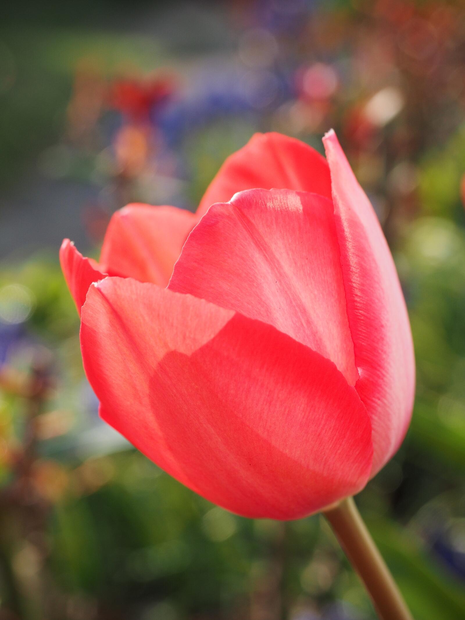 Free photo The colorful bud of an unfolded red tulip