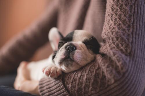 A bulldog puppy sleeps in your arms