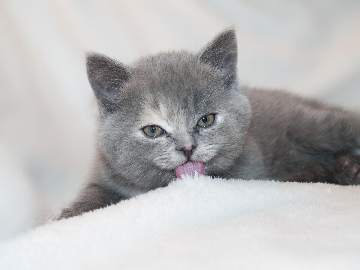A gray Scottish kitten