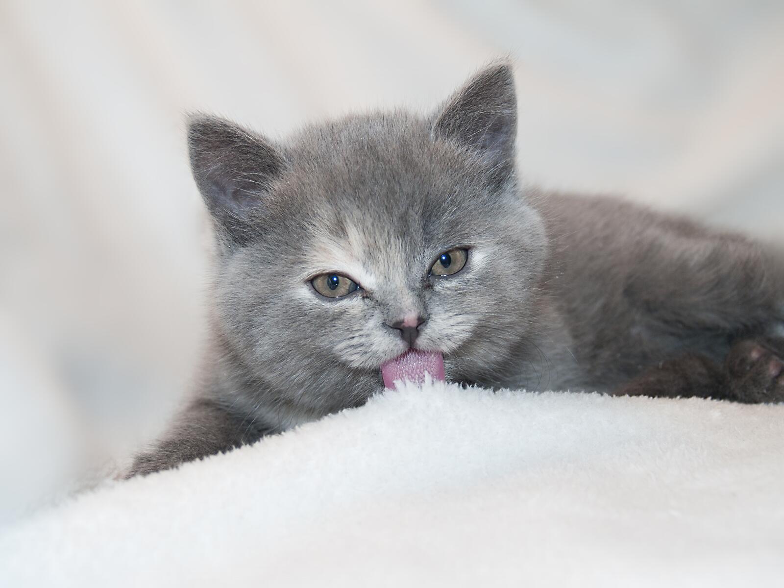 Бесплатное фото Серый шотландский котенок