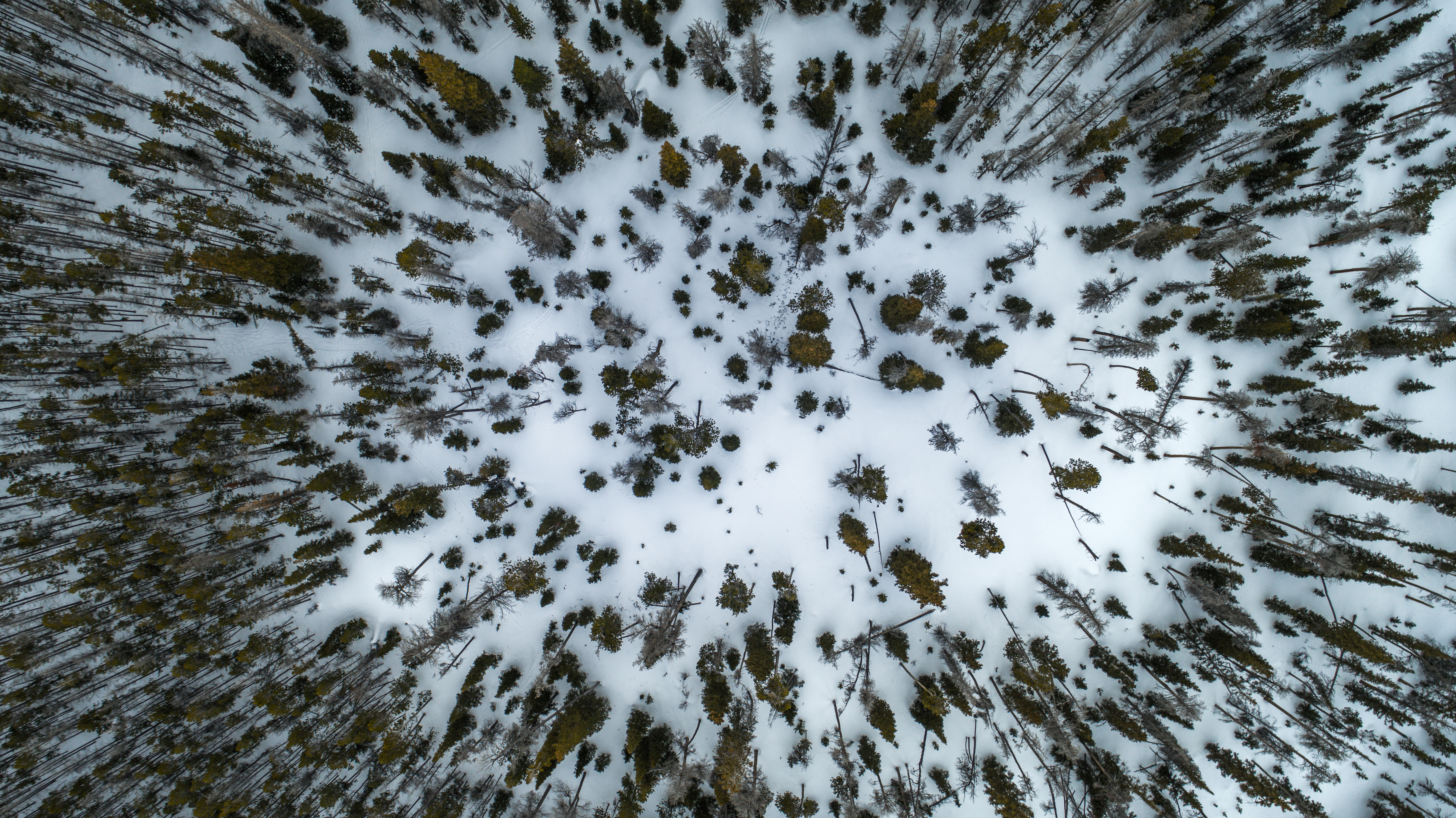 Деревья зимой с высоты птичьего полета