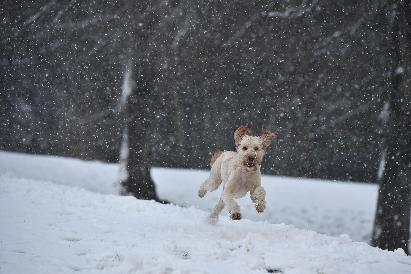 免费照片冬日里的欢乐狗