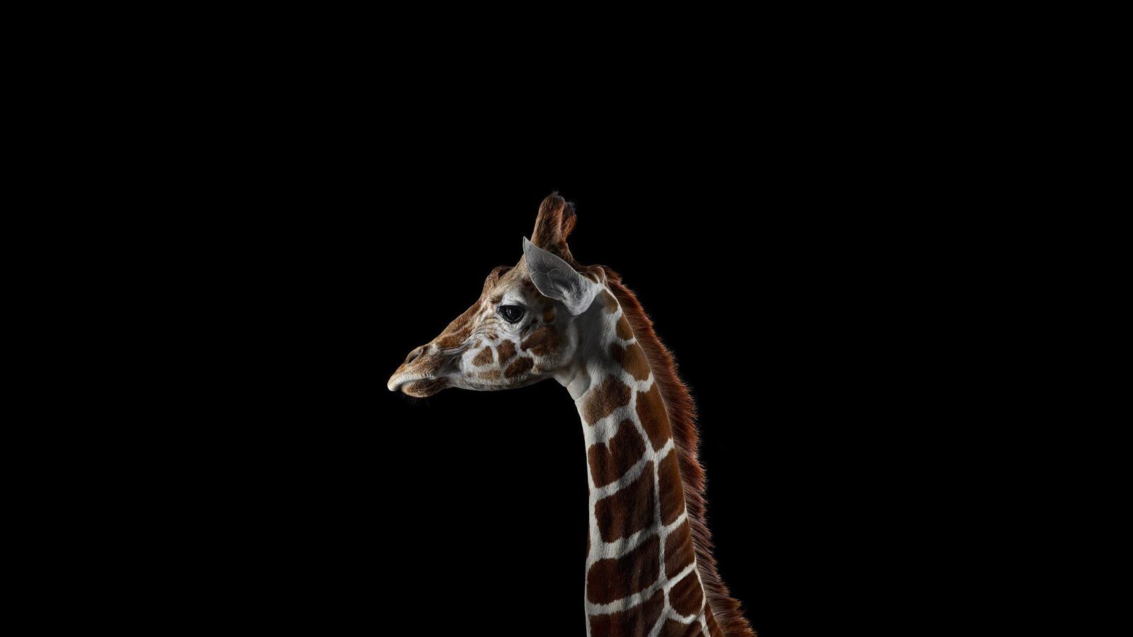 Wallpapers giraffes mammals photos on the desktop