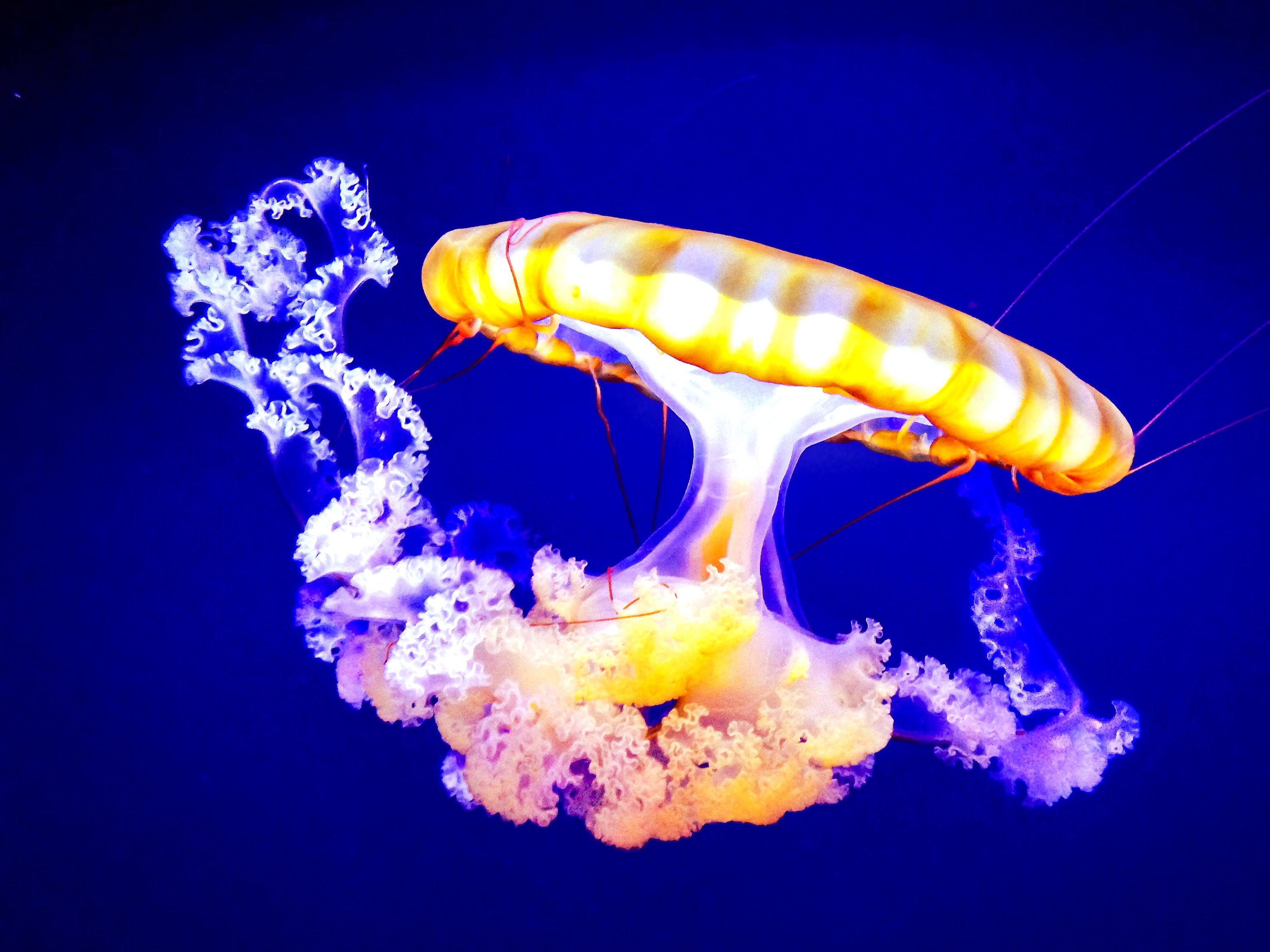 Free photo Sea jellyfish